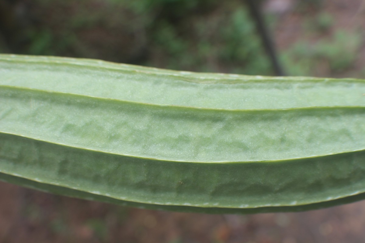 Luffa acutangula (L.) Roxb.